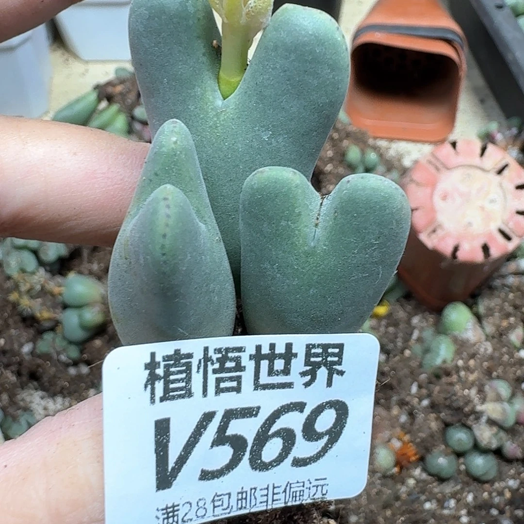 多肉W的润泽的润泽fv