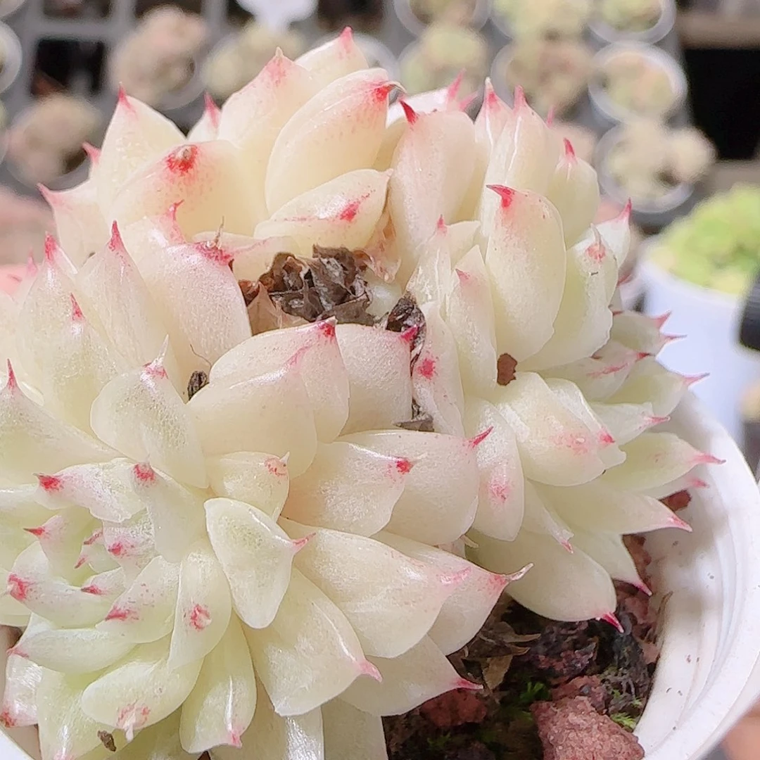 花语逸镜1126-31撒