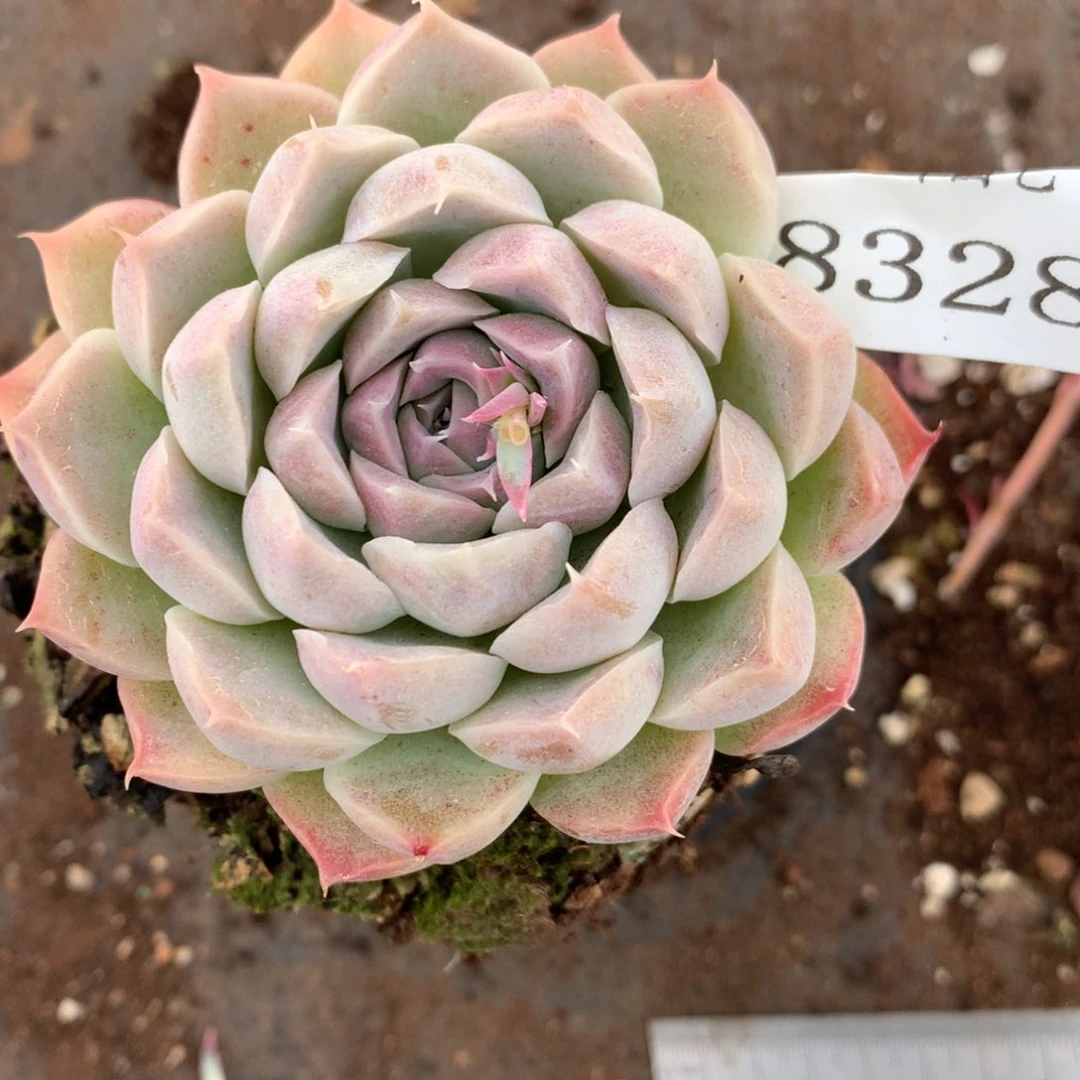 8328杂交多肉老桩