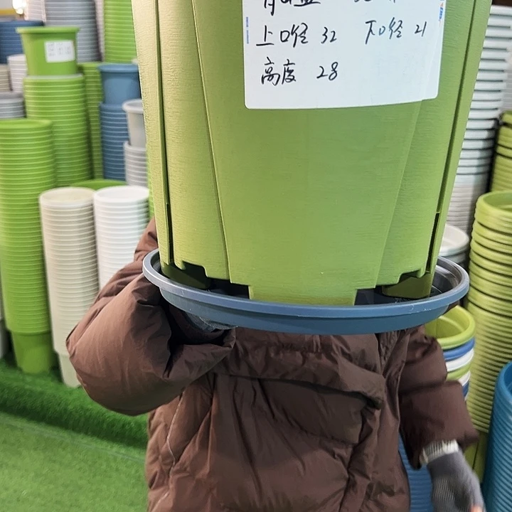 特价青山口32高28果绿带托5只