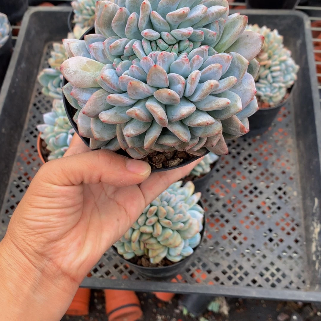 阳*?53031缀嗯嗯嗯嗯好喜欢