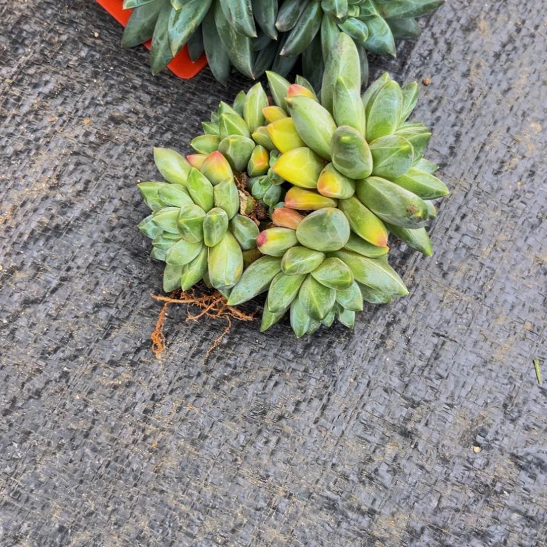 贝***肉下午多肉植物群生