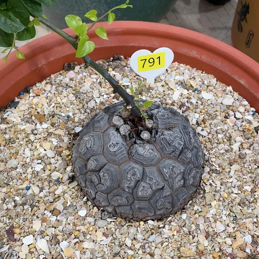 南非龟甲龙龟甲龙