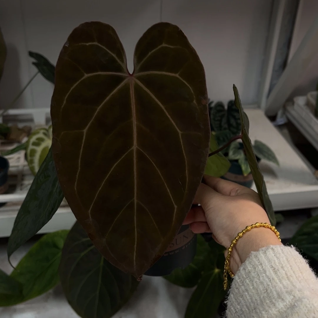 不开花植物红脉papi杂（活动无售后 介意者勿拍）
