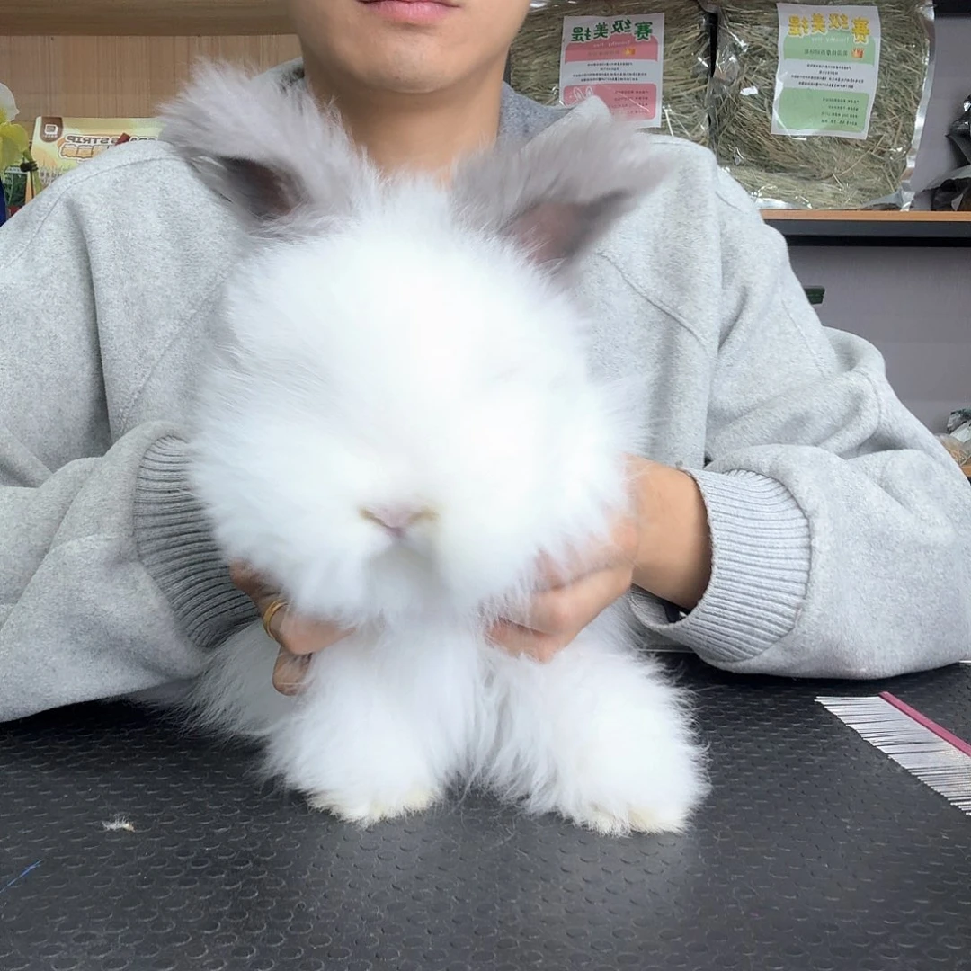 安哥拉熊脸 净碎 弟弟 特惠8号