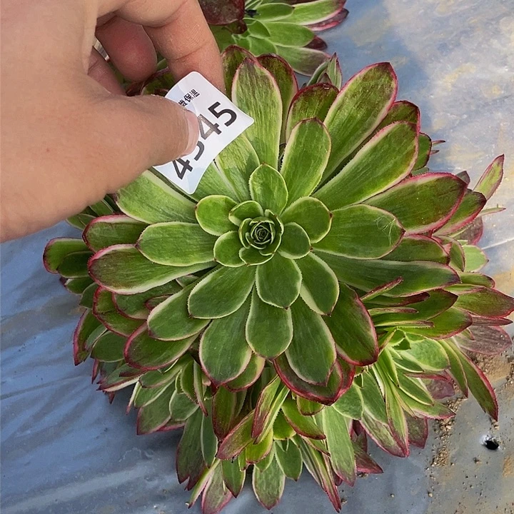 4345海王多肉植物