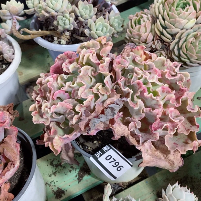 【闪购商品】高砂0796