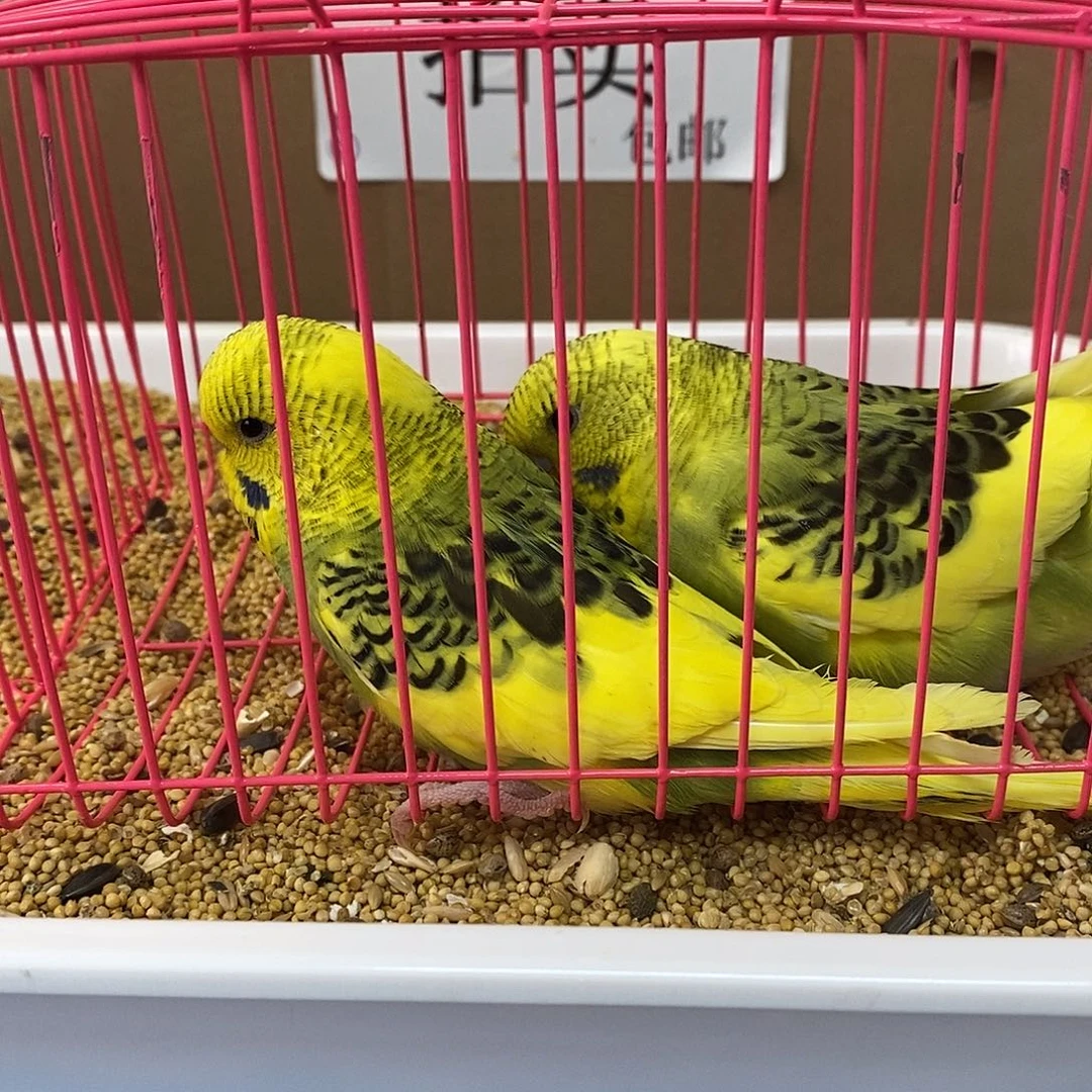 虎皮鹦鹉大头虎皮