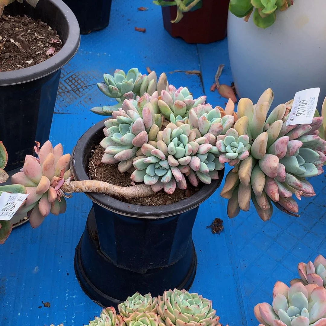 老*姐    花斑鹿90109