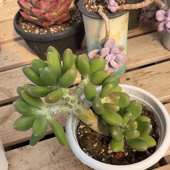 金蝉多肉植物9 5 7