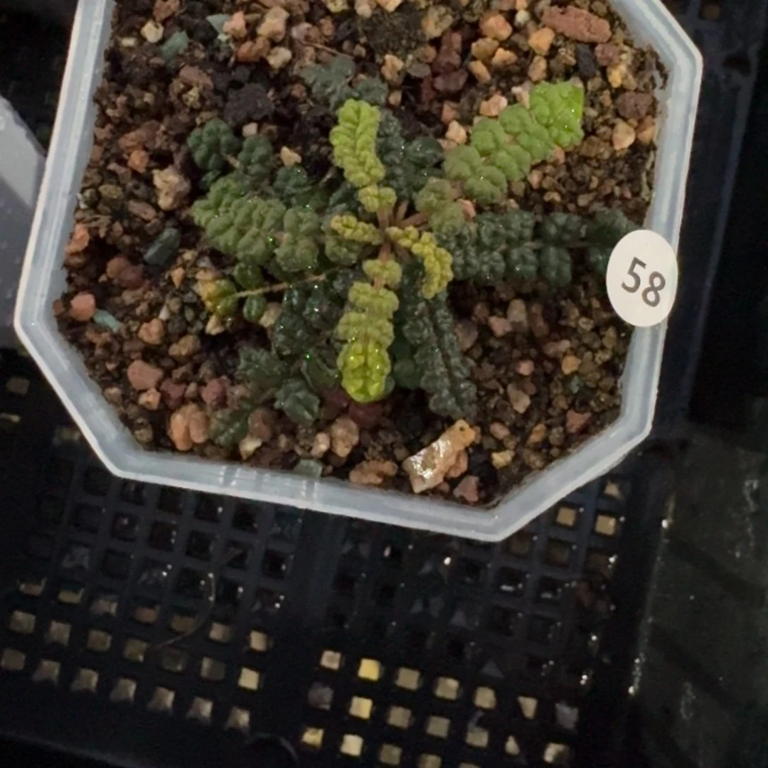 泡泡叶橄榄块根多肉植物