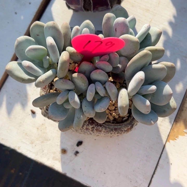 s***、多肉植物一物一拍
