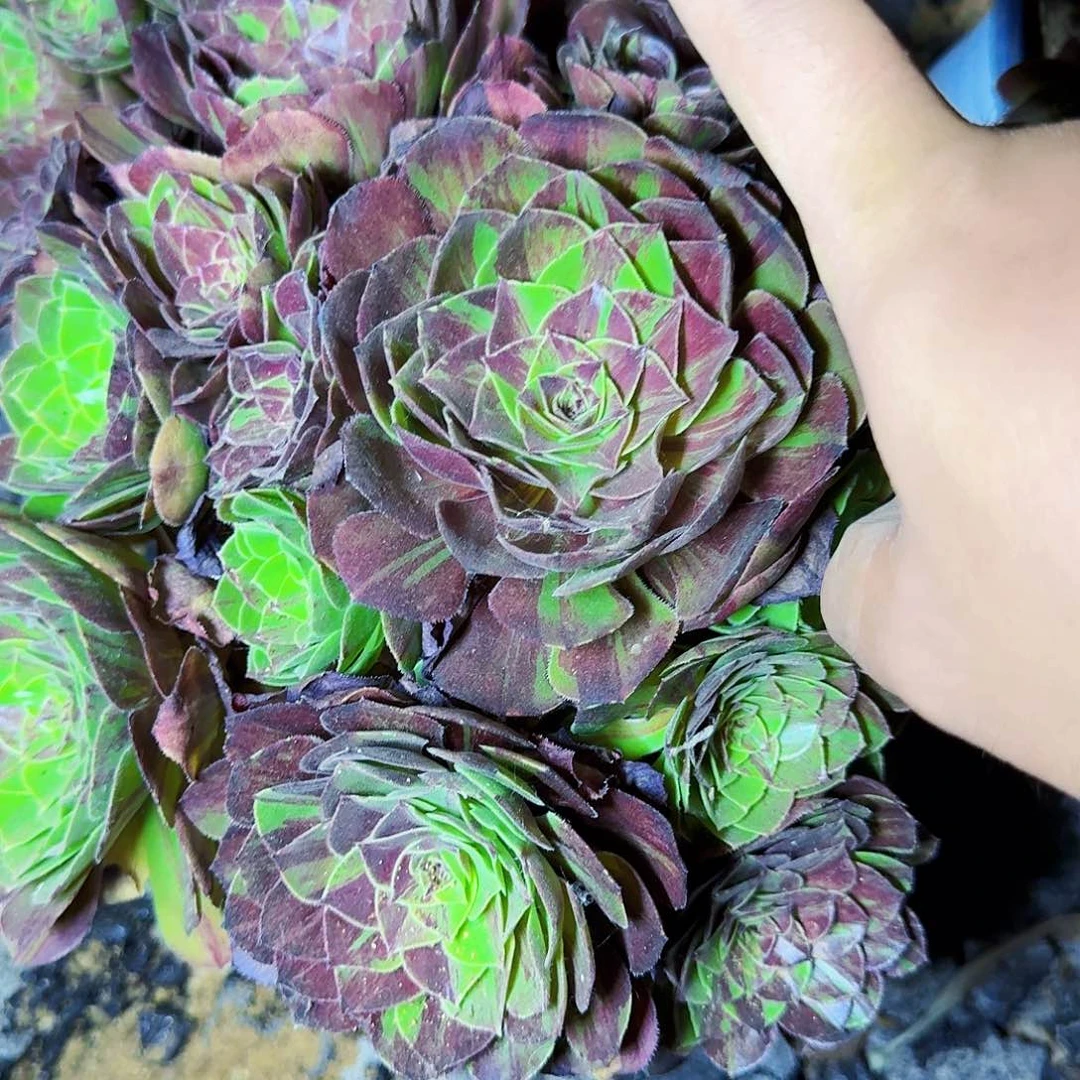 花月夜法师满20包邮