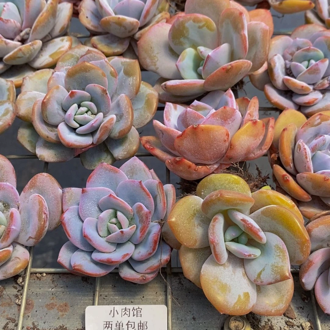 135-开播福利母本奶茶单头买一送一