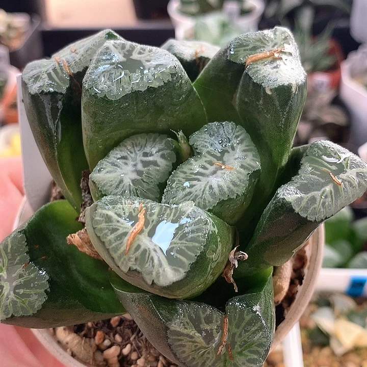 23号巨大花菱带盆土