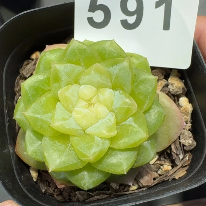 珍妮透白体            多肉植物