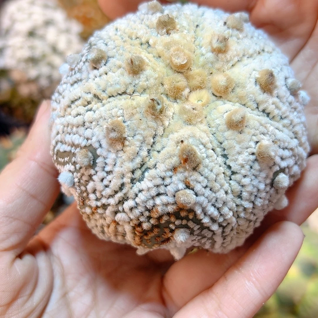 晚62号根芽海星超兜瑕疵7.4公分