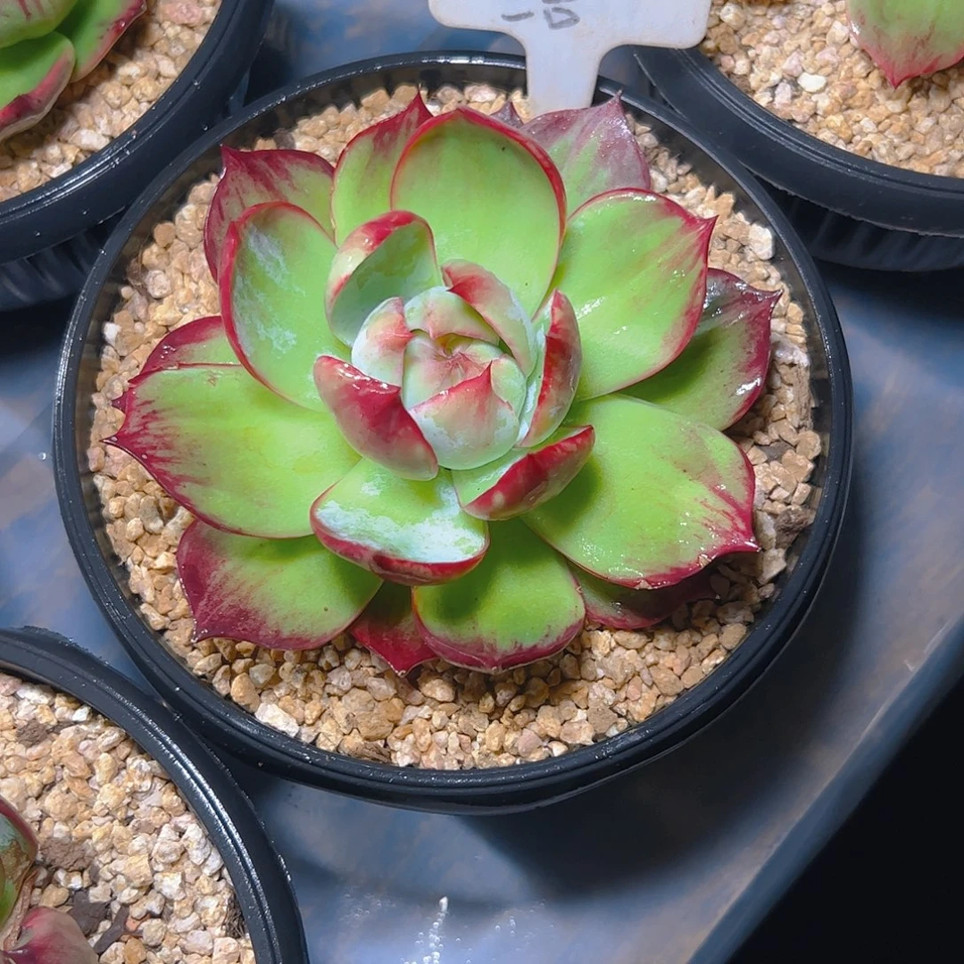 阿***厂惊鸿仙子福利1536号