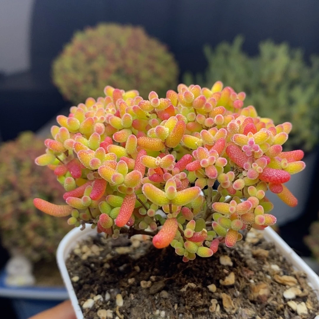 无花朵2号蜜橘糖球枝干
