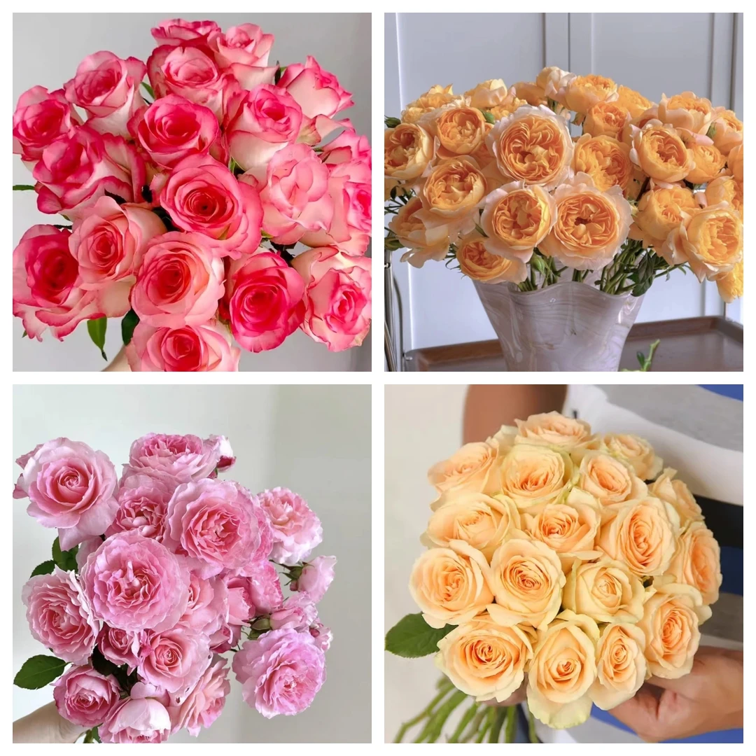 月季花苗一颗品种随机发