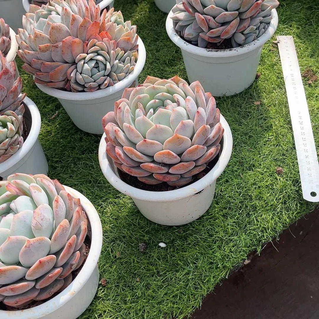 小**，橙梦露多肉植物33