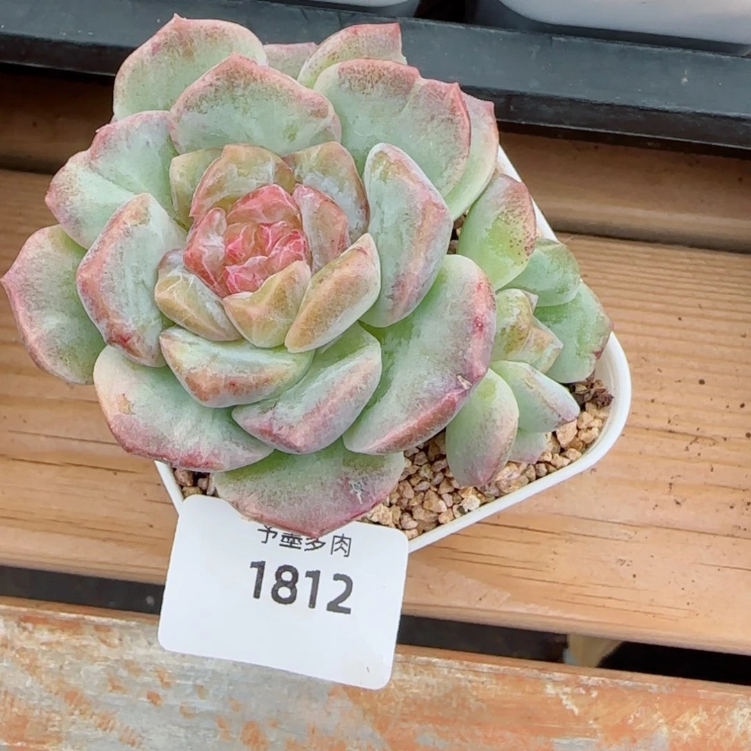 梦幻泡影石化，1812多肉植物