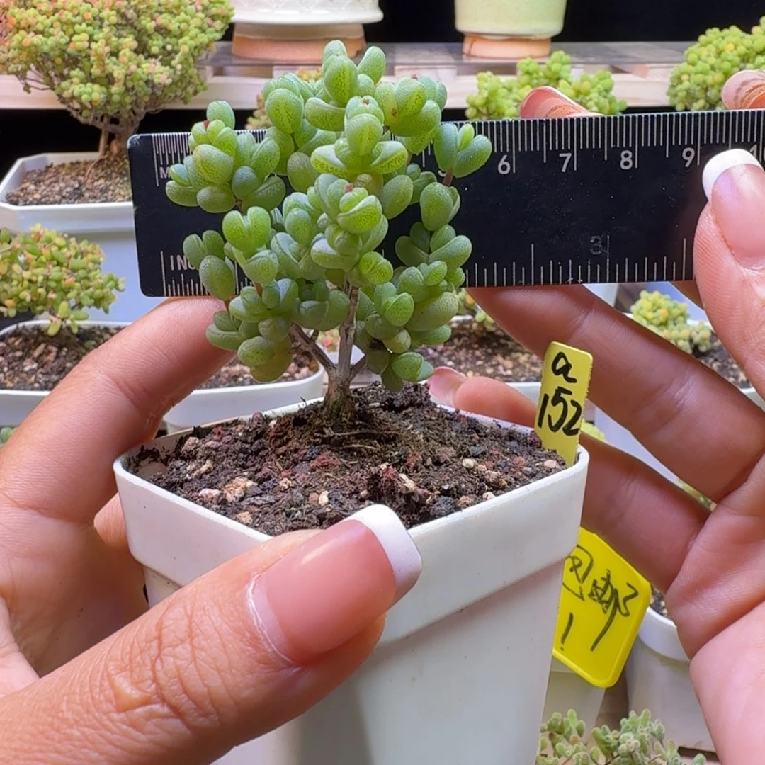 a152号元宝冠服5.5厘米左右