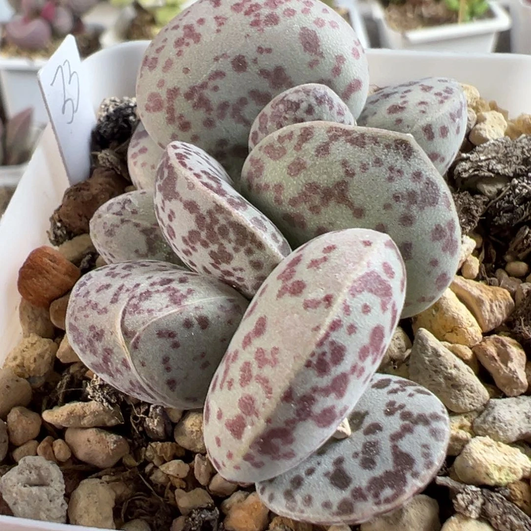 茶 多头花蛋多肉水泡植物