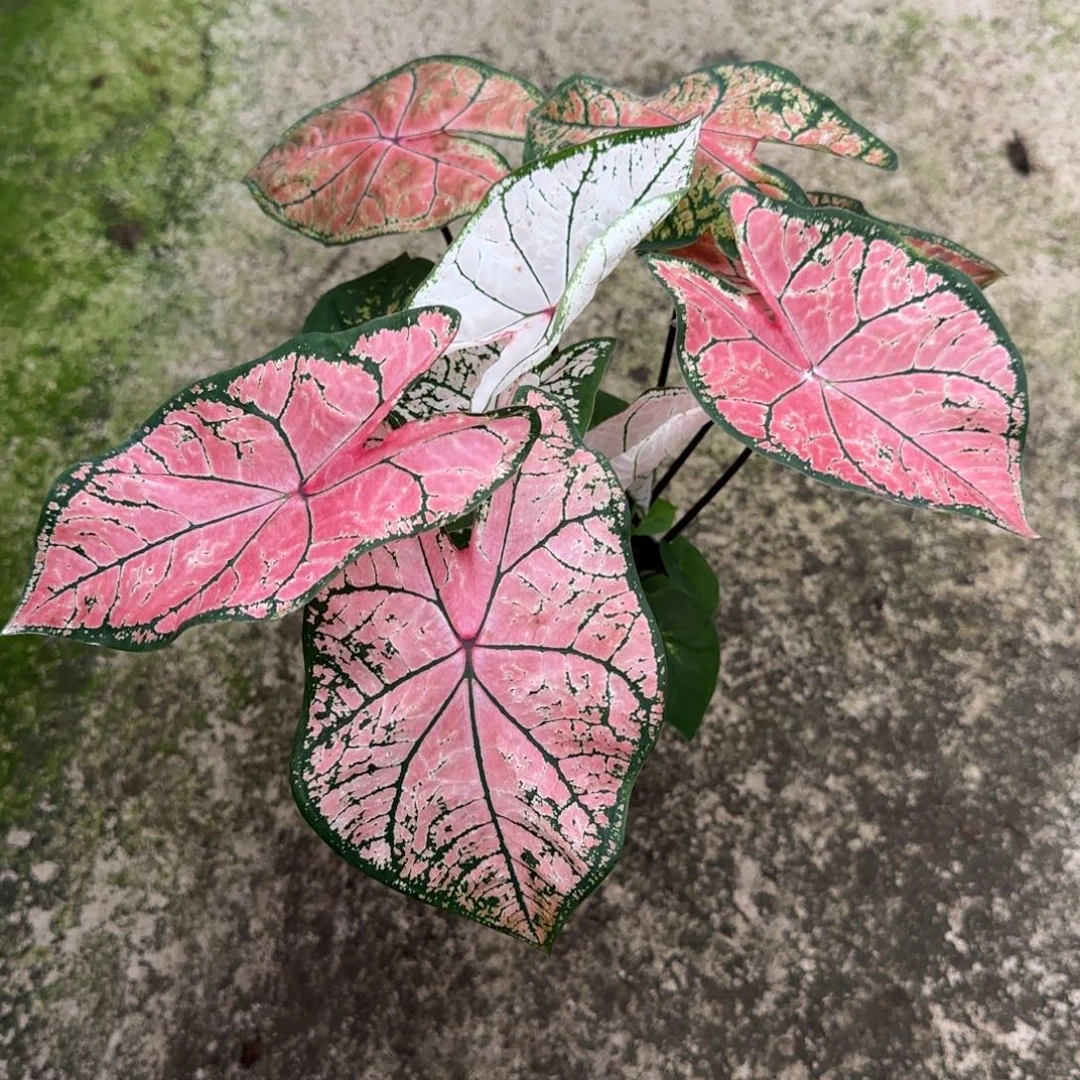 小***～完全开放174小粉飞不包叶损不包球