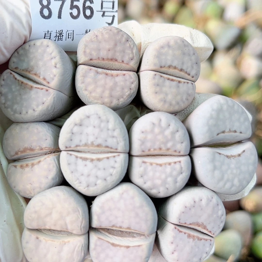 8756 好养易活生石花大母本10个2-2.5cm有点干特价出