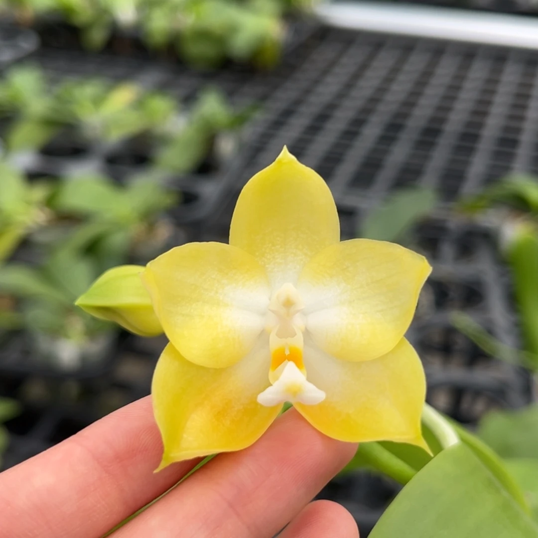 完全开放2.8寸22375开花株