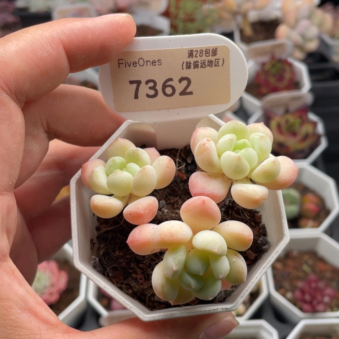 玉如意7362-6.5厘米