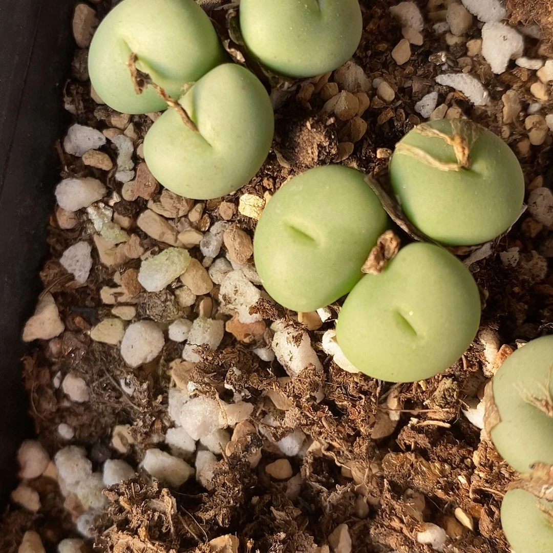 3头紫花饼一颗。