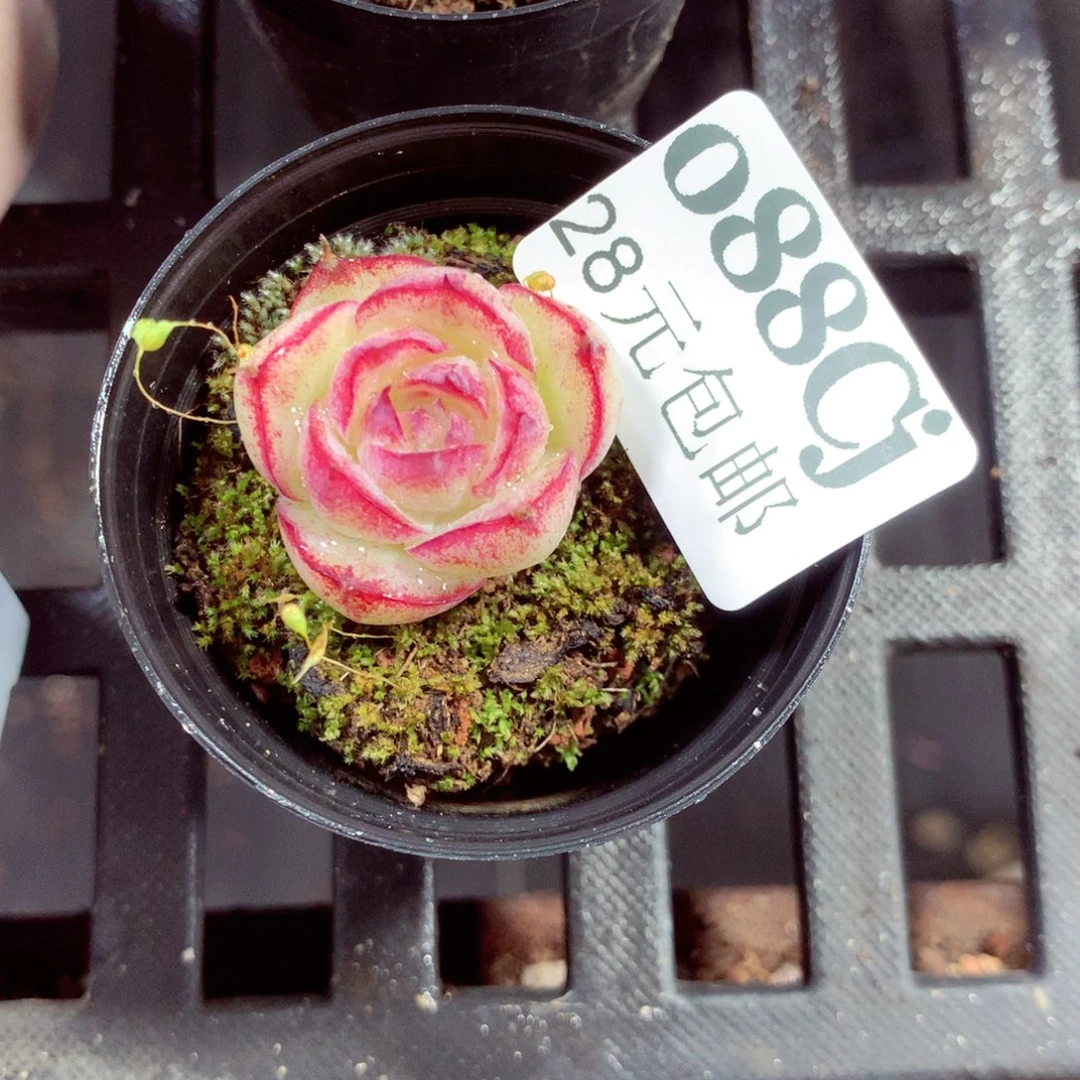 5厘米盆精控多肉088