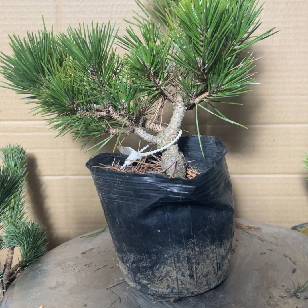 刘*泉瑞宝黑松一颗30链接