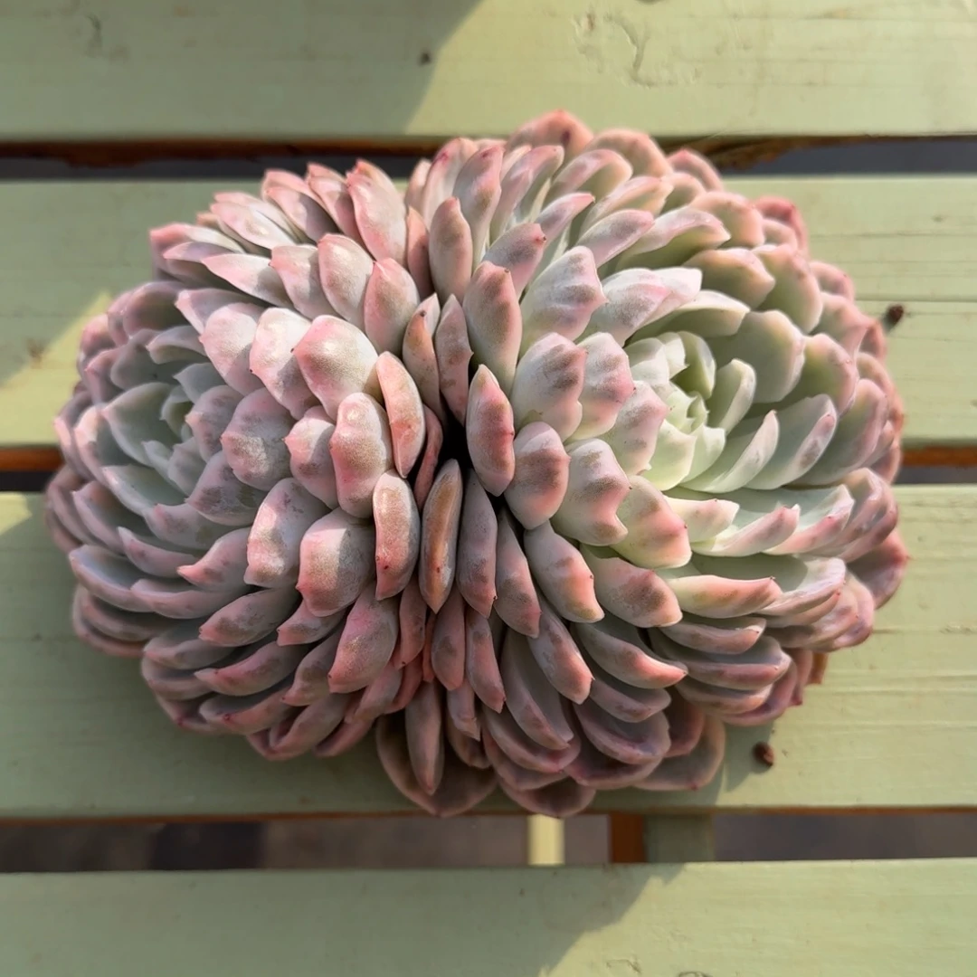 特大雪球锦锦上园艺一物一拍