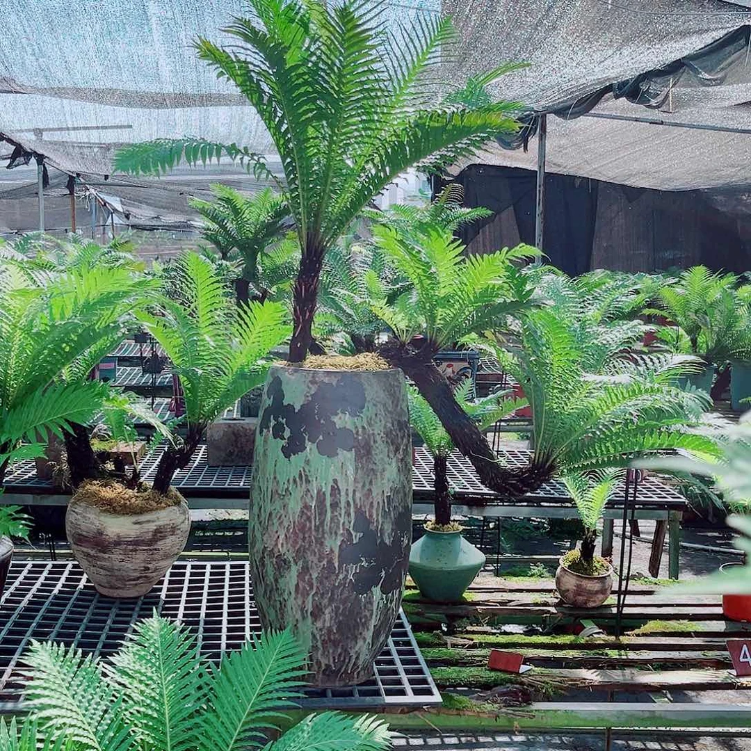 古***化无花朵精品老桩富贵蕨盆景