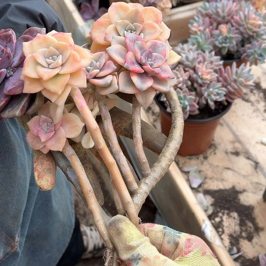 用****9多肉植物紫乐景A6