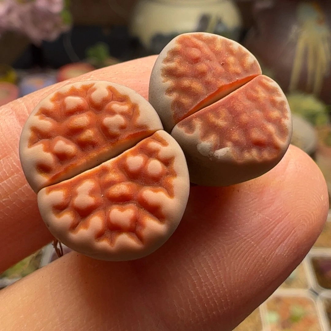 两颗红窗多肉植物百科