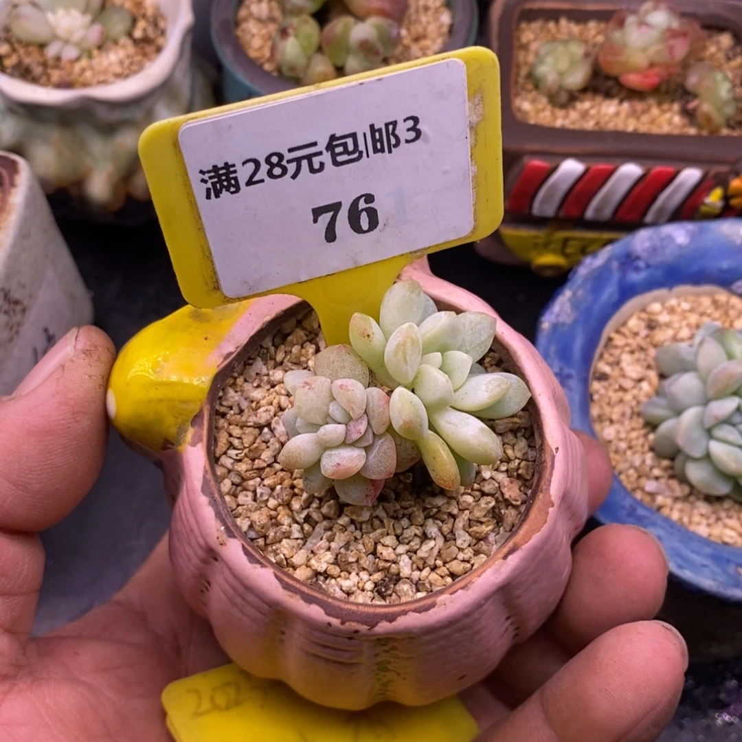 和***走376冰玉石化老桩多肉……