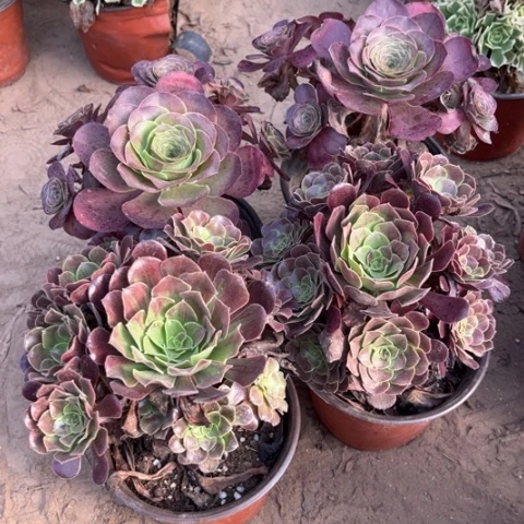 841多肉植物组合，