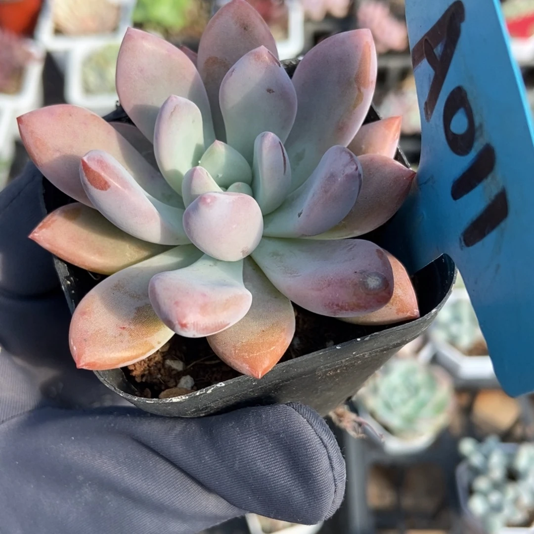 011奥普多肉植物多肉