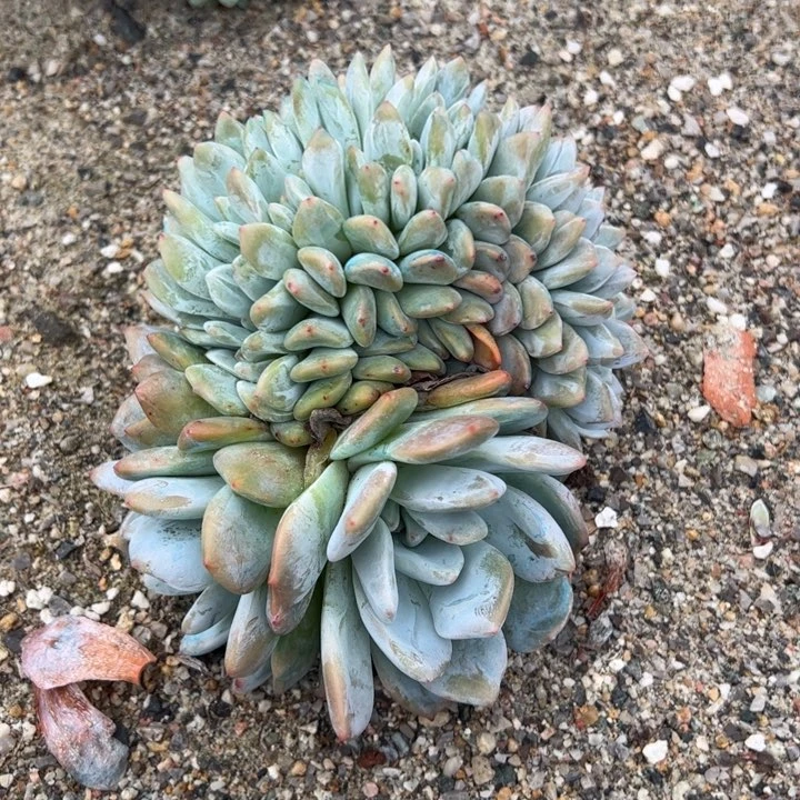 1号多肉多肉多肉多肉多肉多肉