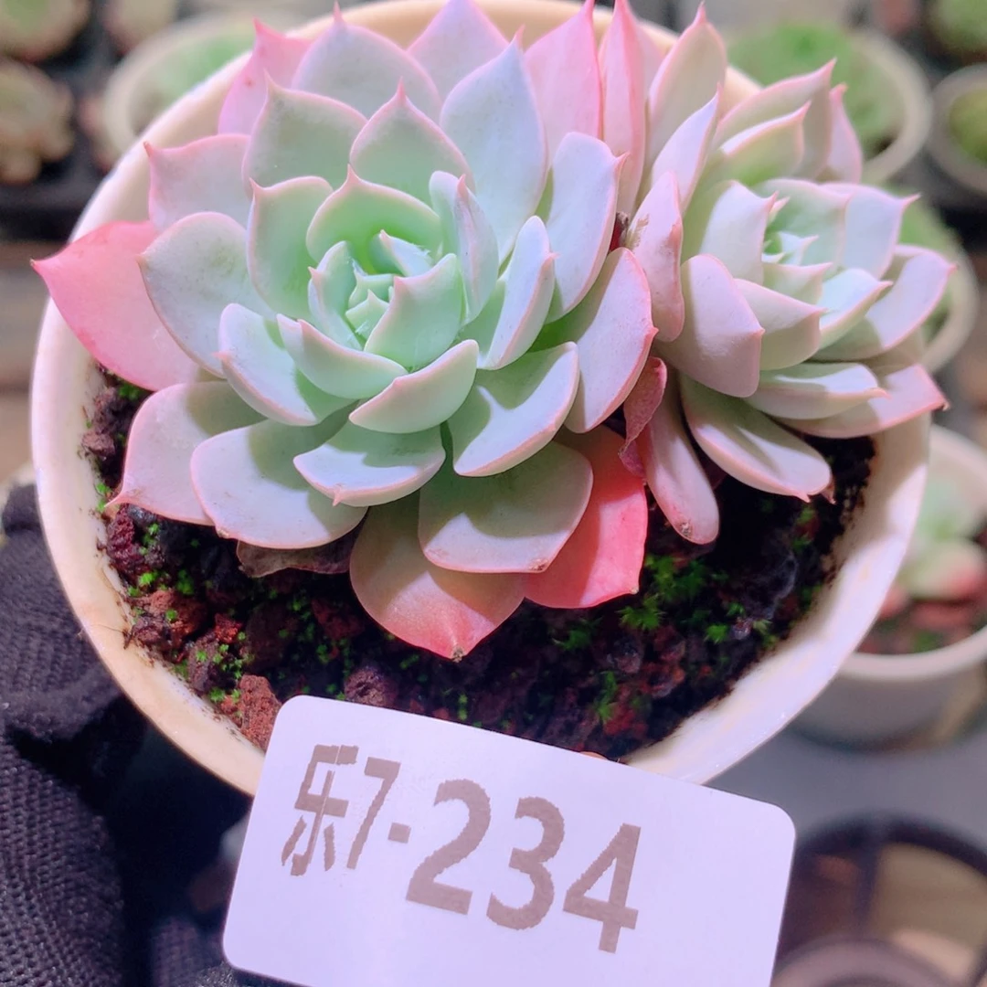 乐然7-234 蓝石莲