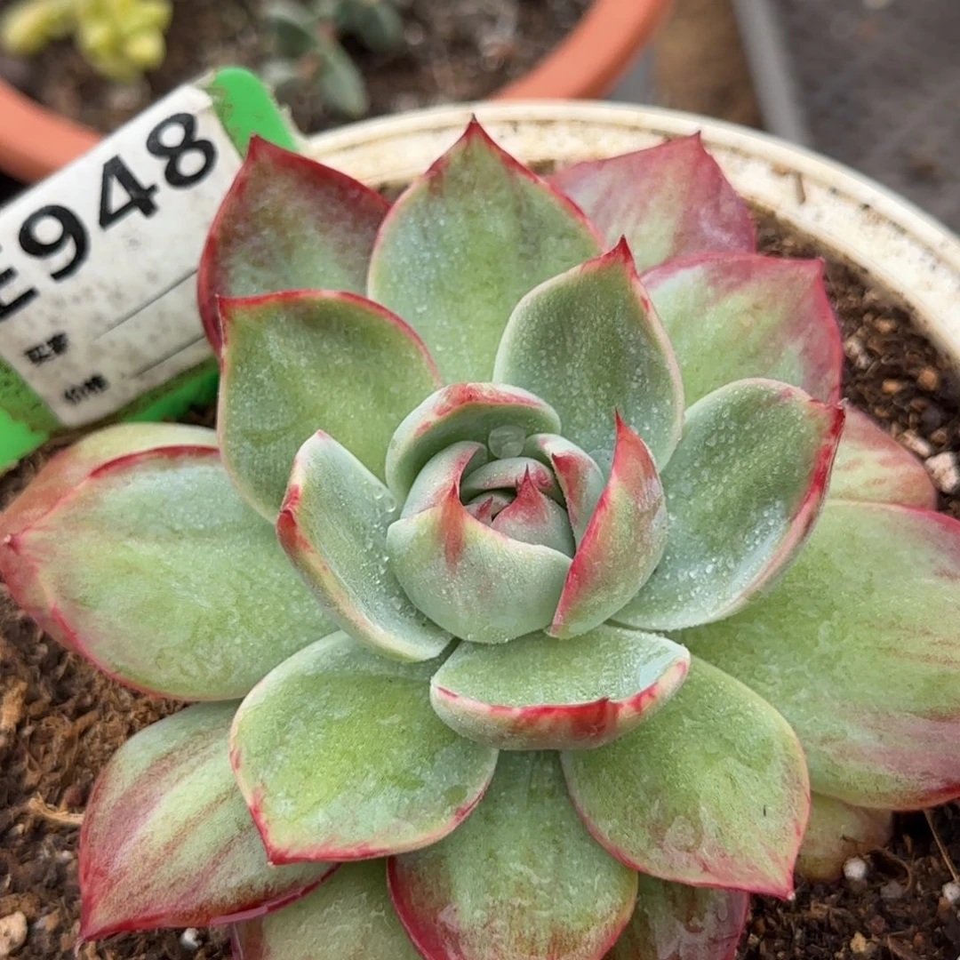 惊鸿一物一拍包装收缩花旱948