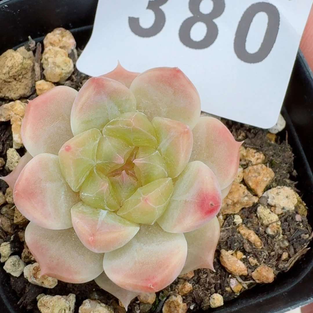 冰魄          开播福利