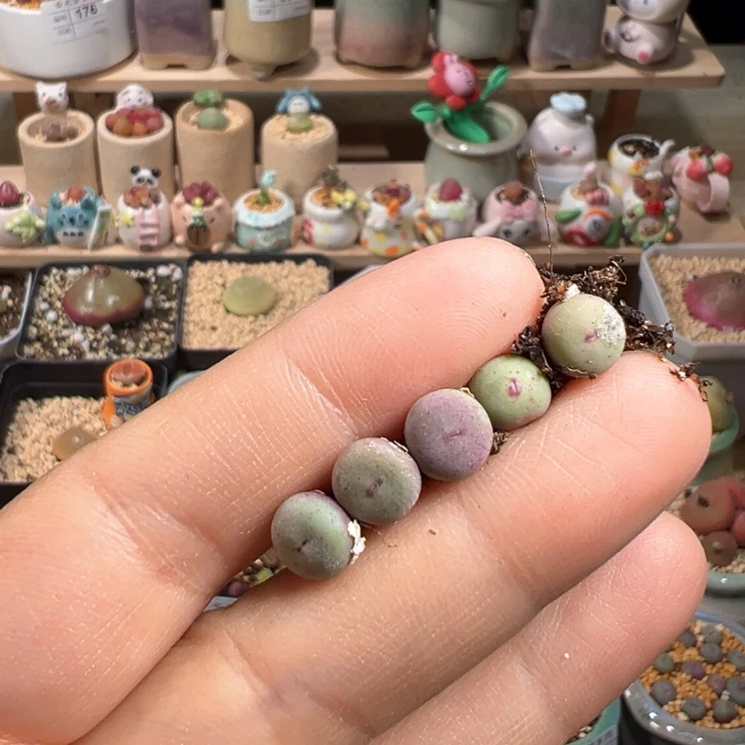 多肉植物183号小红嘴