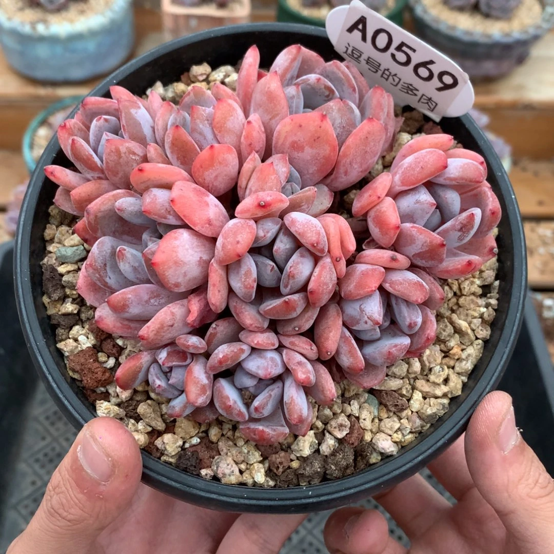 A0569 雪天使小老桩 有砍 11cm