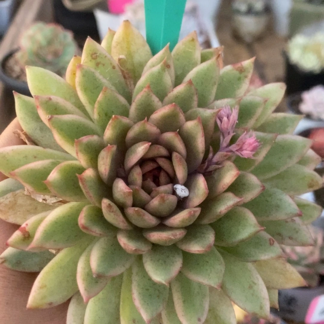 351赤水晶锦锦锦锦锦锦