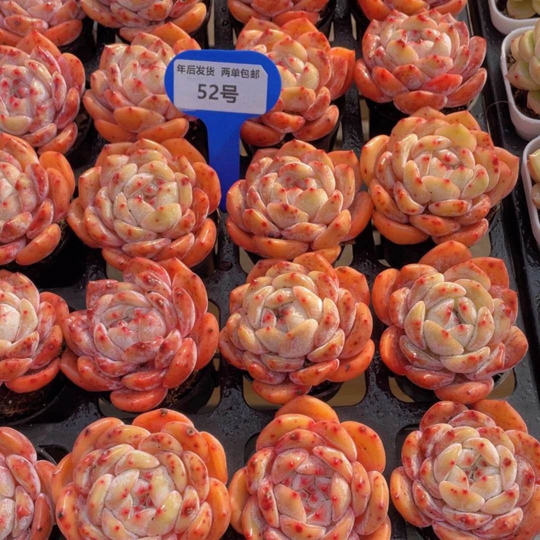 52号开播福利石榴籽梦露四个